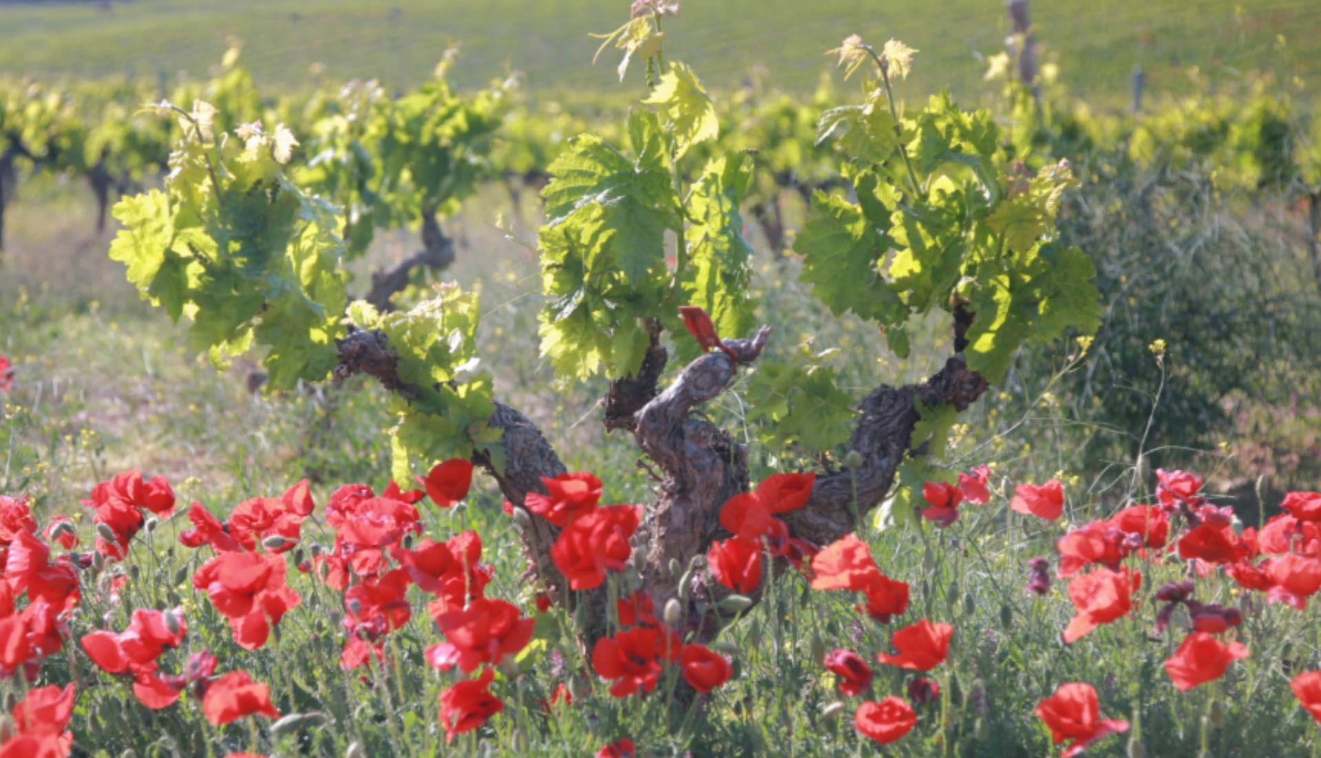 viticultura ecológica biodinámica la rioja sustentabilidad del ecosistema proteccion del medioambiente permacultura agroecología bienestar humano taste of rioja agencia comunicación