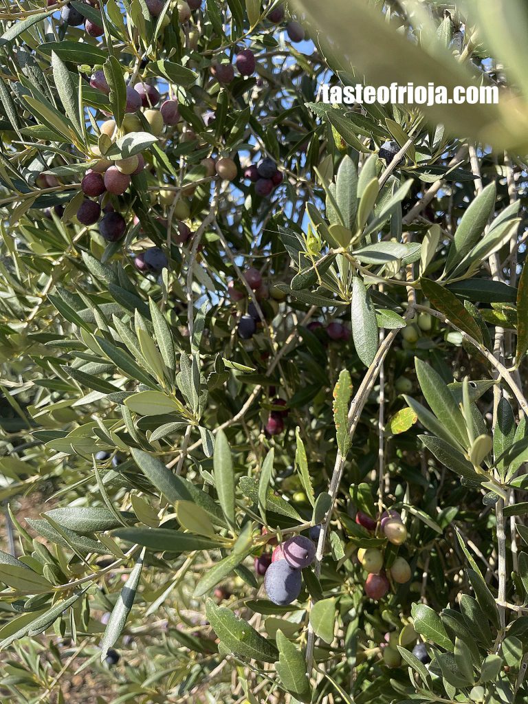 taste of rioja olivos de rioja dop aceite de la rioja world olive tree day